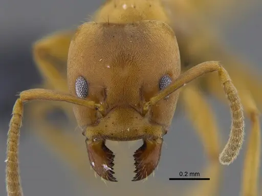 Azteca alfari specimen CBUMAGENT41838 image cbumagent41838_2