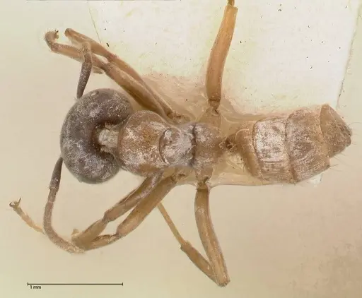 Azteca alfari specimen FOCOL0537 image focol0537_1