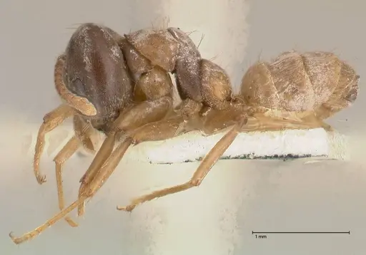 Azteca alfari specimen FOCOL0537 image focol0537_3