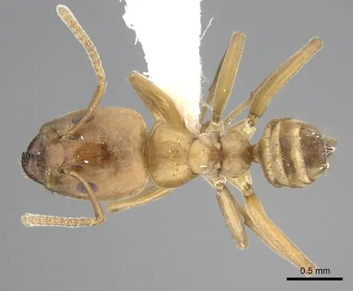 Azteca alfari specimen INBIOCRI001280538 image inbiocri001280538_1