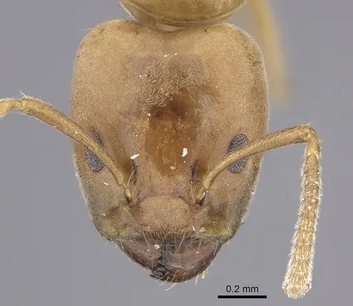 Azteca alfari specimen INBIOCRI001280538 image inbiocri001280538_2