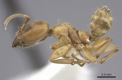 Azteca alfari specimen INBIOCRI001280538 image inbiocri001280538_3