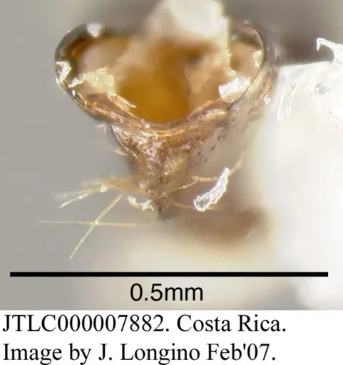 Azteca alfari specimen JTLC000007882 image jtlc000007882_2