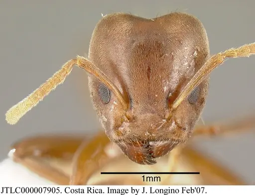 Azteca alfari specimen JTLC000007905 image jtlc000007905_1