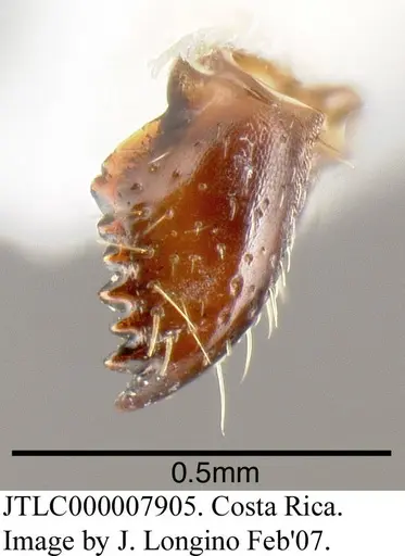 Azteca alfari specimen JTLC000007905 image jtlc000007905_2