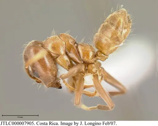 Azteca alfari specimen JTLC000007905 image jtlc000007905_3