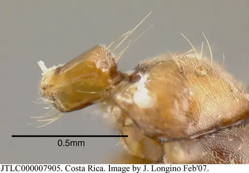 Azteca alfari specimen JTLC000007905 image jtlc000007905_4