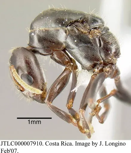 Azteca alfari specimen JTLC000007910 image jtlc000007910_2