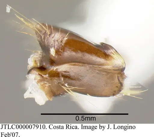 Azteca alfari specimen JTLC000007910 image jtlc000007910_3