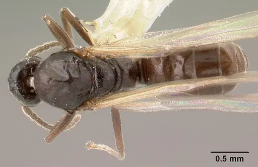 Azteca andreae specimen CASENT0179546 image casent0179546_1