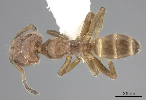 Azteca angusticeps specimen CASENT0619153 image casent0619153_1
