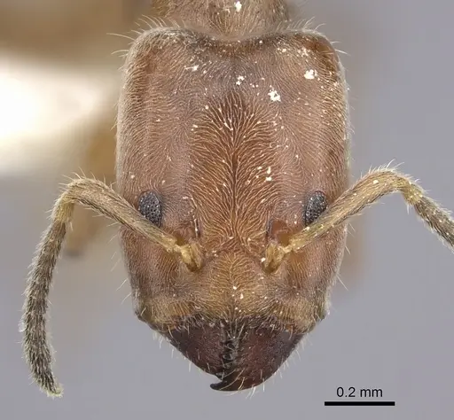 Azteca angusticeps specimen CASENT0619153 image casent0619153_2