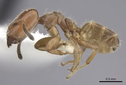 Azteca angusticeps specimen CASENT0619153 image casent0619153_3