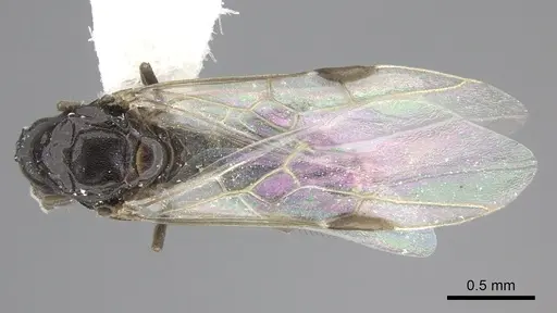 Azteca angusticeps specimen CASENT0619154 image casent0619154_1