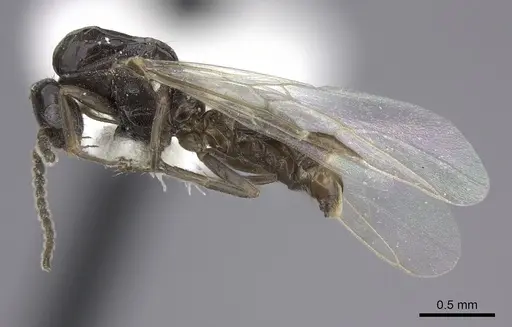 Azteca angusticeps specimen CASENT0619154 image casent0619154_3