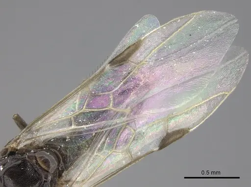 Azteca angusticeps specimen CASENT0619154 image casent0619154_4