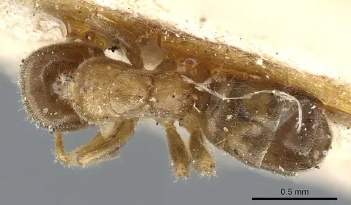 Azteca angusticeps specimen CASENT0905101 image casent0905101_1