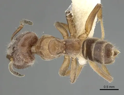 Azteca angusticeps specimen JTLC000008466 image jtlc000008466_1