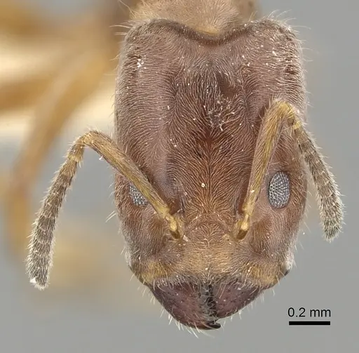 Azteca angusticeps specimen JTLC000008466 image jtlc000008466_2