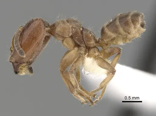 Azteca angusticeps specimen JTLC000008466 image jtlc000008466_3