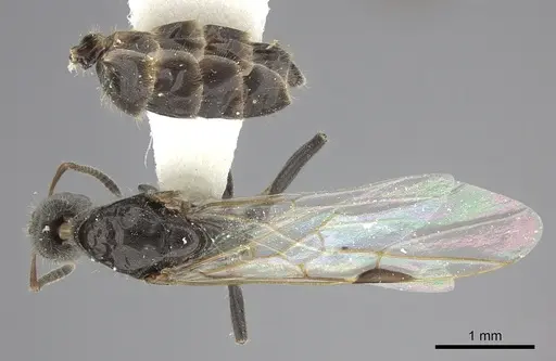 Azteca angusticeps specimen JTLC000009515 image jtlc000009515_1