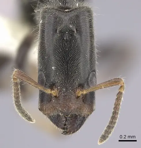 Azteca angusticeps specimen JTLC000009515 image jtlc000009515_2