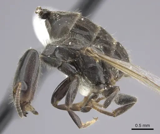 Azteca angusticeps specimen JTLC000009515 image jtlc000009515_3
