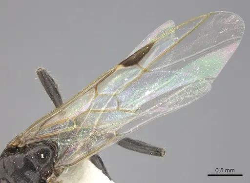 Azteca angusticeps specimen JTLC000009515 image jtlc000009515_4