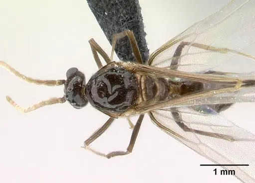 Azteca aragua specimen CASENT0188845 image casent0188845_1
