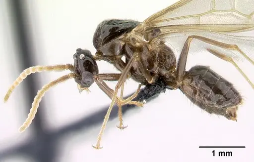 Azteca aragua specimen CASENT0188845 image casent0188845_3