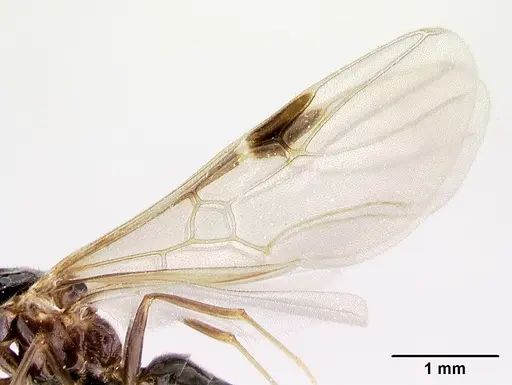 Azteca aragua specimen CASENT0188845 image casent0188845_4