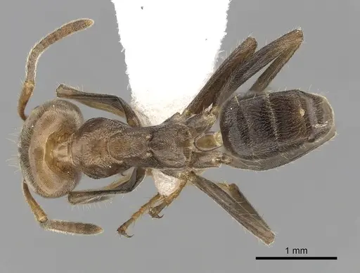 Azteca aragua specimen CASENT0249531 image casent0249531_1