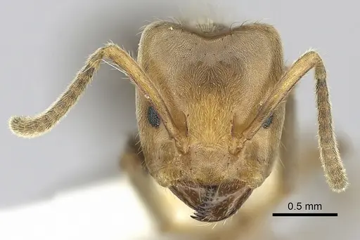 Azteca aragua specimen CASENT0249531 image casent0249531_2