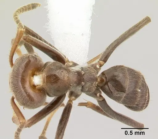 Azteca aragua specimen CASENT0610338 image casent0610338_1