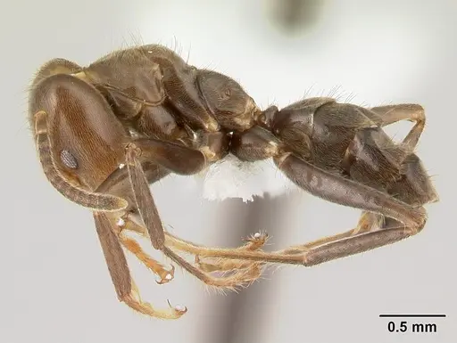 Azteca aragua specimen CASENT0610338 image casent0610338_3