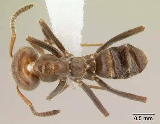 Azteca aragua specimen CASENT0610339 image casent0610339_1
