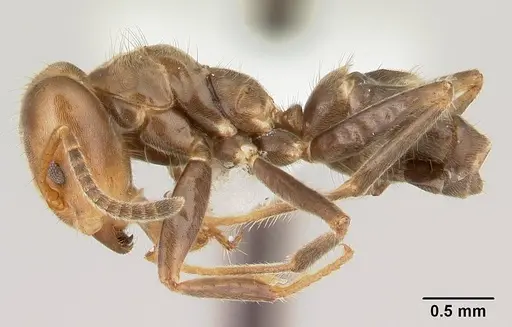 Azteca aragua specimen CASENT0610339 image casent0610339_3