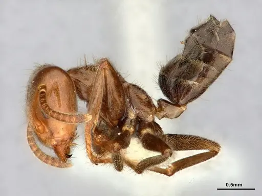 Azteca aragua specimen CASENT0886026 image casent0886026_3