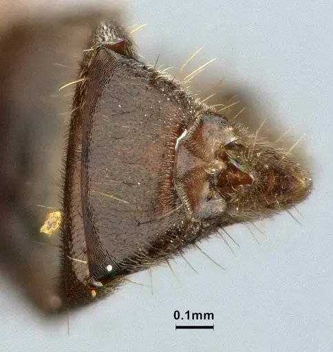 Azteca aragua specimen CASENT0886026 image casent0886026_4