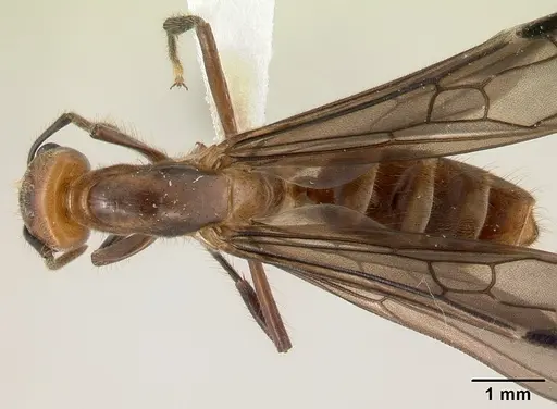 Azteca aragua specimen JTLC000015041 image jtlc000015041_1