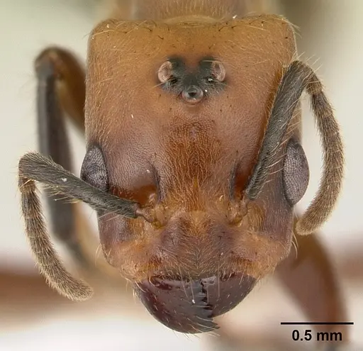 Azteca aragua specimen JTLC000015041 image jtlc000015041_2
