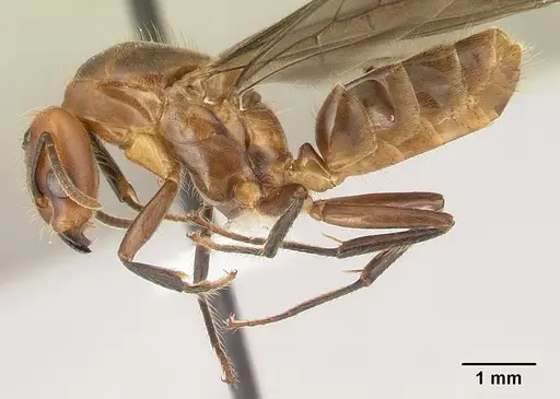 Azteca aragua specimen JTLC000015041 image jtlc000015041_3