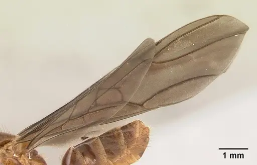 Azteca aragua specimen JTLC000015041 image jtlc000015041_4