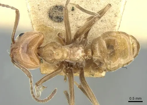 Azteca aurita specimen CASENT0906233 image casent0906233_1