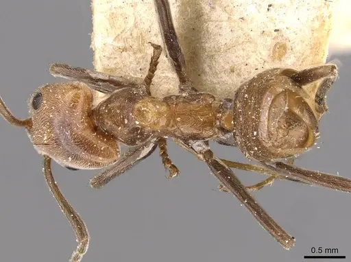 Azteca aurita specimen CASENT0909598 image casent0909598_1