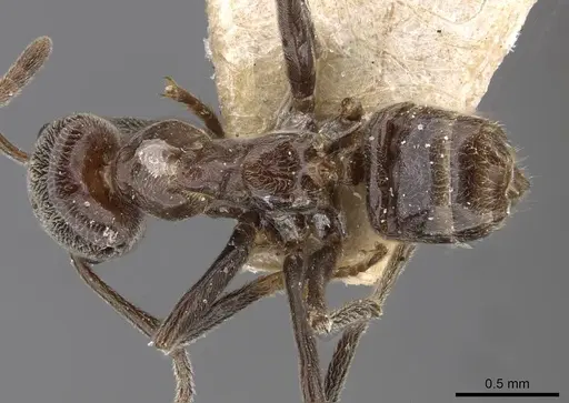 Azteca aurita specimen CASENT0909599 image casent0909599_1