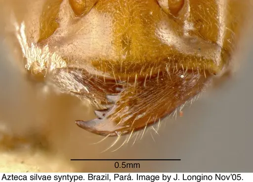 Azteca aurita specimen JTL073590 image jtl073590_2