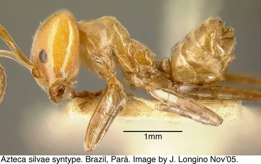 Azteca aurita specimen JTL073590 image jtl073590_3