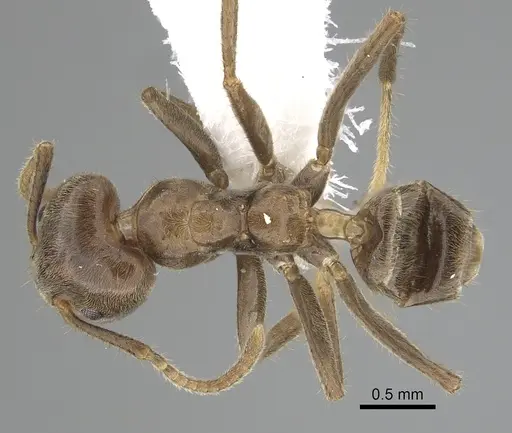 Azteca australis specimen CASENT0249534 image casent0249534_1