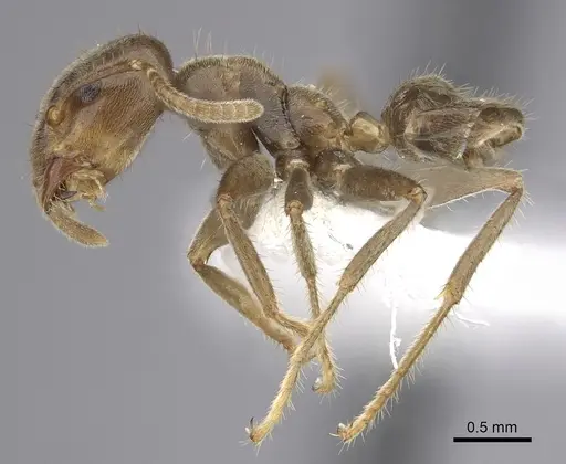 Azteca australis specimen CASENT0249534 image casent0249534_3